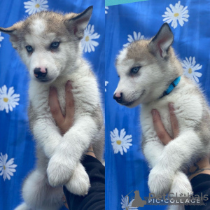 Photo №1. alaskan malamute - for sale in the city of Eindhoven | 423$ | Announcement № 46204