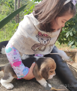 Photo №3. beagle puppy. Germany