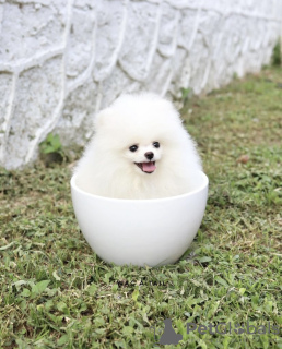 Photo №2 to announcement № 99561 for the sale of pomeranian - buy in Germany private announcement, from nursery, from the shelter, breeder