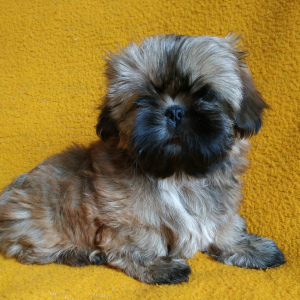 Photo №1. shih tzu - for sale in the city of Москва | negotiated | Announcement № 1234