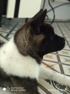 Photo №2 to announcement № 2219 for the sale of american akita - buy in Russian Federation breeder