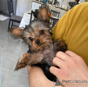 Photo №2 to announcement № 42915 for the sale of yorkshire terrier - buy in Germany private announcement