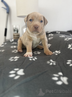 Photo №1. american bully - for sale in the city of LègStrup | negotiated | Announcement № 169991