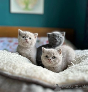 Photo №1. british shorthair - for sale in the city of Schaanwald | Is free | Announcement № 120713