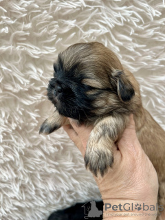 Photo №1. shih tzu - for sale in the city of Los Angeles | 250$ | Announcement № 99263