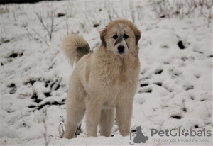 Additional photos: Pyrenean mountain dog puppies