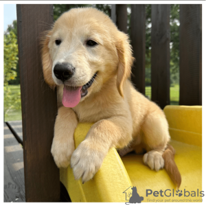 Photo №3. Golden Retriever puppies for adoption. Germany