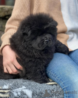 Photo №4. I will sell chow chow in the city of Berlin. private announcement, breeder - price - 334$