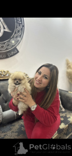 Photo №2 to announcement № 141367 for the sale of pomeranian - buy in Serbia breeder