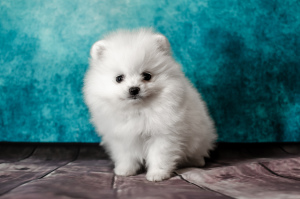 Photo №3. Pomeranian shpitz, White, Girl.. Russian Federation