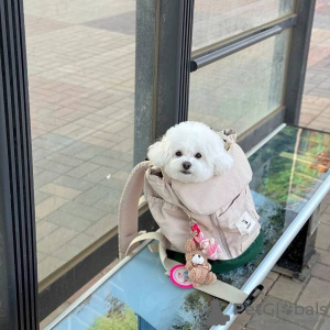 Photo №1. bichon frise - for sale in the city of Prague | negotiated | Announcement № 129019