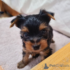 Photo №2 to announcement № 167034 for the sale of yorkshire terrier - buy in Germany private announcement
