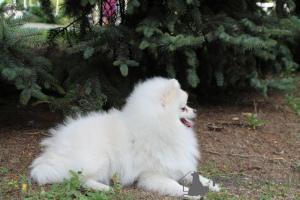 Photo №1. pomeranian - for sale in the city of Zaporizhia | negotiated | Announcement № 5854