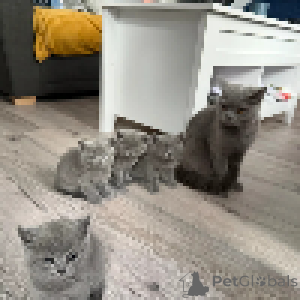 Photo №4. I will sell british shorthair in the city of Copenhague. private announcement - price - negotiated