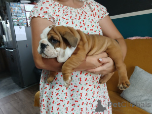 Photo №2 to announcement № 146488 for the sale of english bulldog - buy in Poland breeder