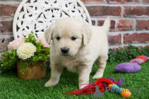 Photo №1. golden retriever - for sale in the city of Alpbach | 361$ | Announcement № 170129