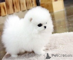 Photo №1. pomeranian - for sale in the city of Murau | 361$ | Announcement № 170130