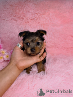 Photo №3. Charming Yorkshire Terrier Puppies Ready for Their Forever Homes. France
