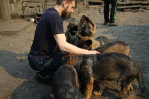 Additional photos: German shepherd pp with pedigree rkf