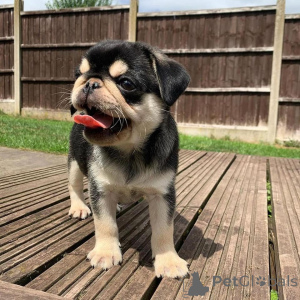 Photo №4. I will sell pug in the city of Chambéry. private announcement - price - negotiated