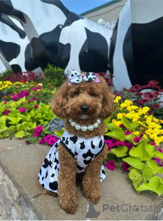 Photo №1. poodle (royal) - for sale in the city of Alice Springs | 300$ | Announcement № 146067