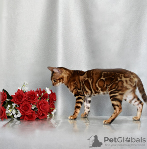 Photo №4. I will sell bengal cat in the city of Minsk. private announcement, from nursery, breeder - price - 189$