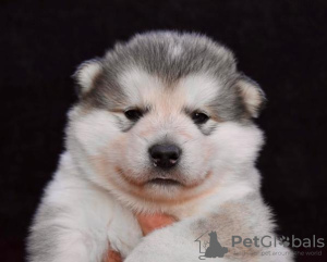 Photo №3. Alaskan Malamute puppies. Serbia