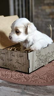 Photo №2 to announcement № 154966 for the sale of havanese dog - buy in Serbia breeder