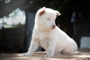 Photo №4. I will sell yakutian laika in the city of Saratov.  - price - Negotiated