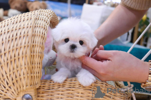 Photo №1. maltese dog - for sale in the city of Stockholm | Is free | Announcement № 84889