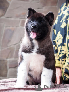 Photo №2 to announcement № 9554 for the sale of american akita - buy in Russian Federation breeder