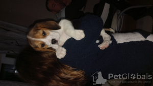 Photo №1. beagle - for sale in the city of Treviso | 317$ | Announcement № 96088