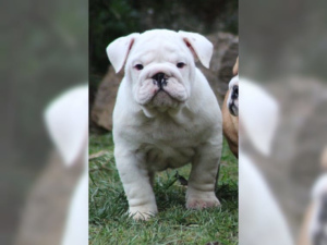 Photo №2 to announcement № 848 for the sale of english bulldog - buy in Germany 