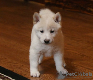 Photo №1. shiba inu - for sale in the city of Junkovac | 475$ | Announcement № 75540