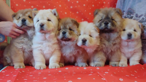 Photo №1. chow chow - for sale in the city of St. Petersburg | 804$ | Announcement № 4787