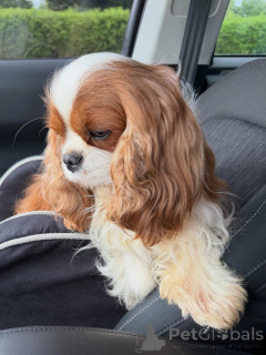 Photo №1. cavalier king charles spaniel - for sale in the city of Helsinki | 619$ | Announcement № 169151