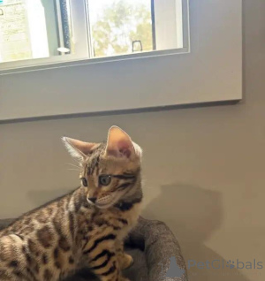 Photo №3. Reinrassige Bengal-Katze Kontakt per WhatsApp unter 44 7453 907158. Germany