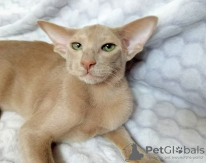 Photo №4. I will sell oriental shorthair in the city of Tyumen. breeder - price - 3254$