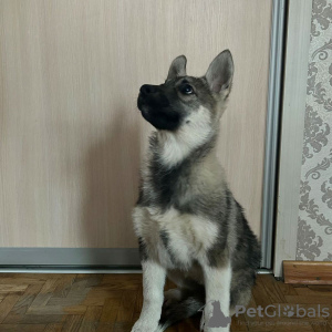 Photo №2 to announcement № 79265 for the sale of non-pedigree dogs - buy in Russian Federation private announcement