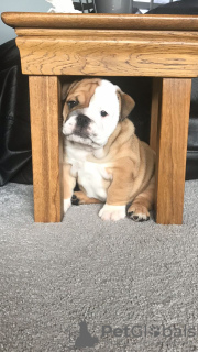 Photo №4. I will sell english bulldog in the city of Cologne. private announcement, from nursery - price - 423$