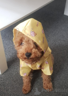 Photo №4. I will sell non-pedigree dogs in the city of Zürich. breeder - price - 367$