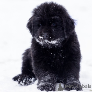 Photo №1. newfoundland dog - for sale in the city of Huy | Is free | Announcement № 164885