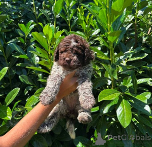 Photo №4. I will sell lagotto romagnolo in the city of Kragujevac.  - price - negotiated