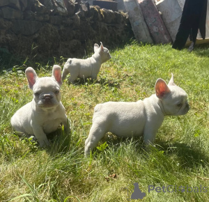 Photo №1. french bulldog - for sale in the city of Feldkirchen in Kärnten | negotiated | Announcement № 173471