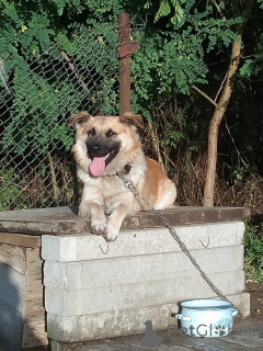 Photo №1. non-pedigree dogs - for sale in the city of Minsk | Is free | Announcement № 167687