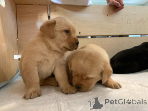 Photo №3. Labrador Retriever for Adoption. Germany