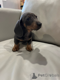 Photo №1. dachshund - for sale in the city of Berlin | negotiated | Announcement № 139928