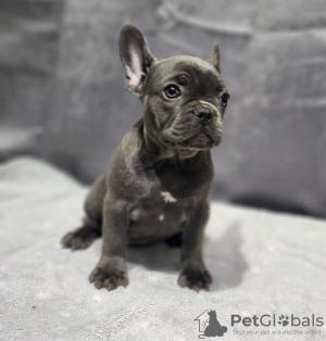 Photo №1. french bulldog - for sale in the city of Supplee | negotiated | Announcement № 99008