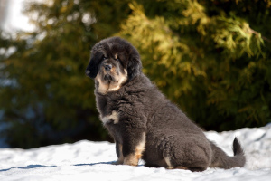 Photo №2 to announcement № 1820 for the sale of tibetan mastiff - buy in Russian Federation from nursery