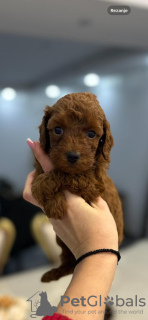 Photo №3. Miniature Toy Poodle Puppies. Serbia